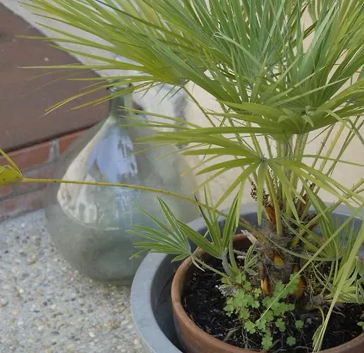 Affittacamere La Maison Vieille & Carcassonne